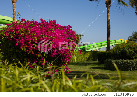Bougainvillea blooms in an exotic park 111310989