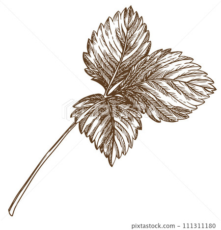 Strawberry leaf using engraving technique. Hand drawn botanical ink drawing of a plant fine details. Vector medicinal herbs, vitamin tea ingredient. Retro style. Illustration for eco product packaging 111311180