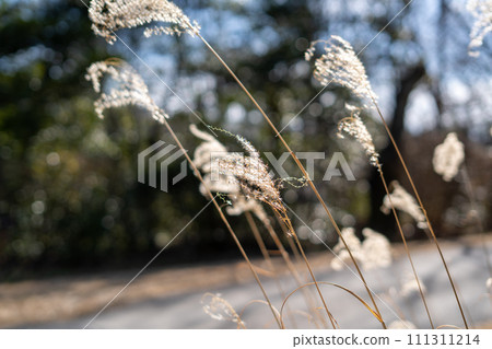 Susuki swaying in the wind Susuki swaying in the wind 111311214
