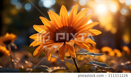 background of sunflowers 111311226