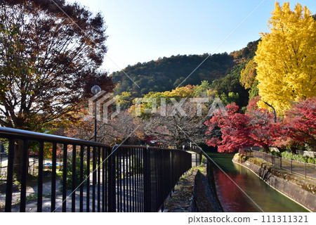 Kyoto City: Yellow ginkgo and autumn leaves near Lake Biwa Canal and Moroha Tunnel Kyoto City: Yellow ginkgo and autumn leaves near Lake Biwa Canal and Moroha Tunnel 111311321
