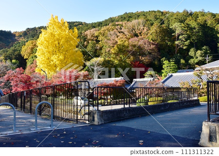 Kyoto City: Yellow ginkgo and autumn leaves near Lake Biwa Canal Yanagiyama Bridge and Moroha Tunnel 111311322