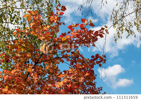 Orange foliage on a tree in autumn. Coloured leafs of a tree in autumn 111311659
