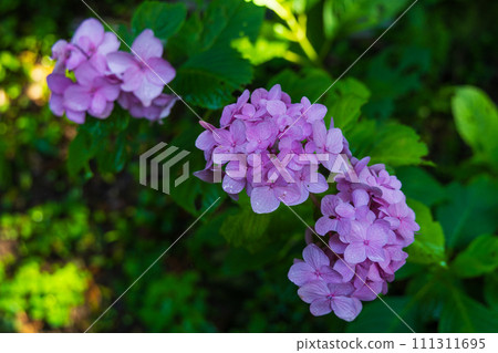 Early summer in the ancient capital of Kamakura: Hydrangeas at Kosokuji Temple Early summer in the ancient capital of Kamakura: Hydrangeas at Kosokuji Temple 111311695
