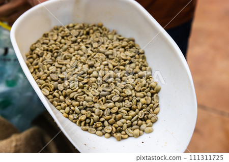 Selective Arabica coffee, green seeds are in white plastic scoop, close up photo 111311725