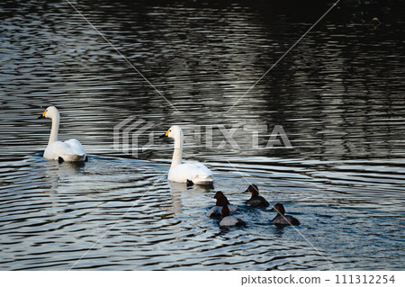 A swan follows a swan. A swan follows a swan. 111312254