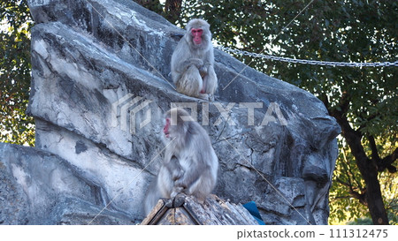 Two Japanese macaques looking into the distance on a rock 111312475
