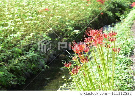 Ogawa and cluster amaryllis in Kinchakuda, Hidaka City Ogawa and cluster amaryllis in Kinchakuda, Hidaka City 111312522
