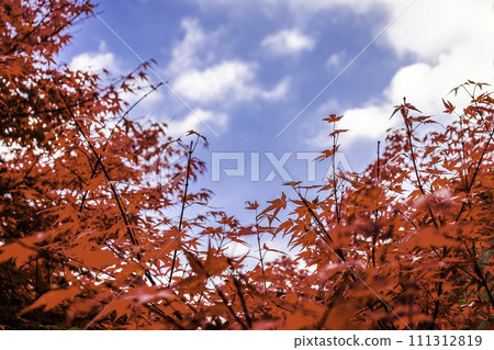 Bright red maple leaves, blue sky and white clouds Bright red maple leaves, blue sky and white clouds 111312819