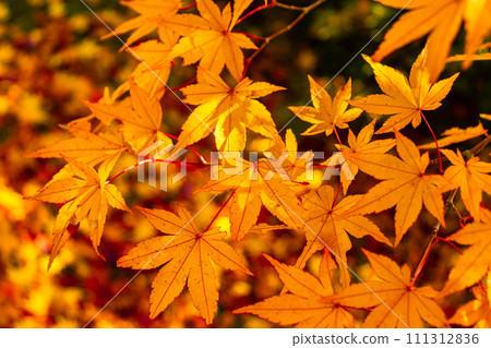 黃色楓葉背景 黃色楓葉背景 111312836