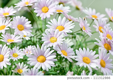 瑪格麗特 111312866