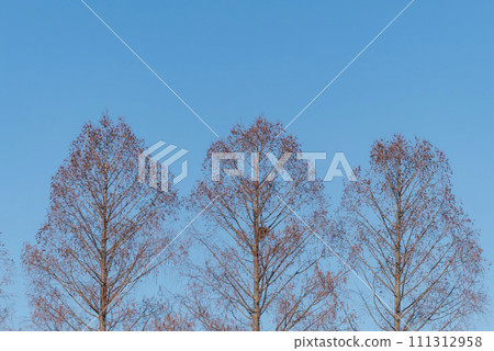 冬天的水杉映襯著藍天 111312958