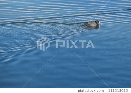 琵琶湖的水鳥：白頂鷗在湖面上泛起漣漪 111313013