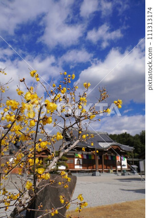 Enmei-in Shoraku-ji Temple’s wax plum blossoms 2024 [Mitoyo City, Kagawa Prefecture] 2 111313174