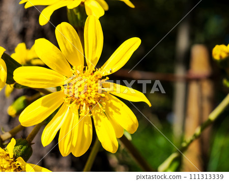 Beautiful yellow Tsuwabuki flowers blooming on a rocky area Beautiful yellow Tsuwabuki flowers blooming on a rocky area 111313339