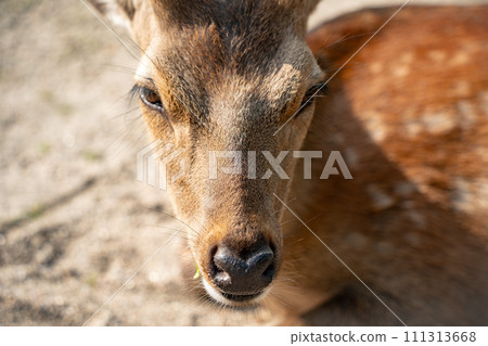 Deer in Miyajima Deer in Miyajima 111313668