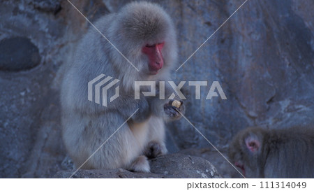 Japanese macaque eating food Japanese macaque eating food 111314049