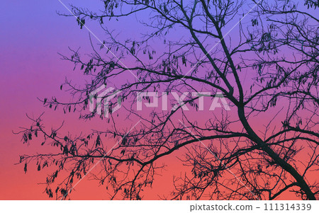 Abstract colorful sky with tree branches 111314339