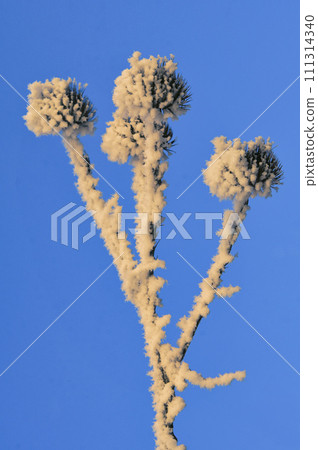Winter  Frozen echinops thistles plant 111314340