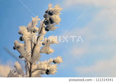 Natural winter background frozen black berrys Natural winter background frozen black berrys 111314341