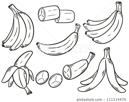 Bananas set hand engraving isolated vector illustration Bananas set hand engraving isolated vector illustration 111314479