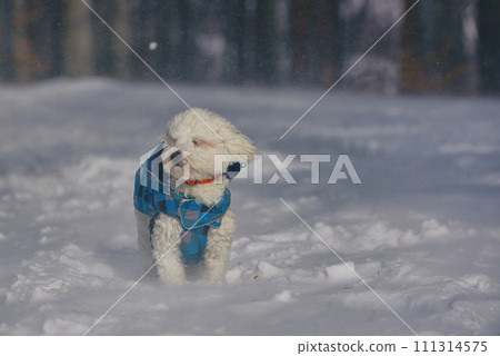 Maltese dog in snowstorm in forest 111314575