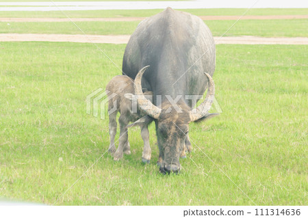 A mother buffalo and baby buffalo are walking and eating grass in the field. A mother buffalo and baby buffalo are walking and eating grass in the field. 111314636