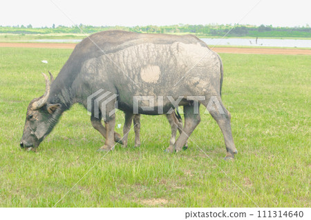 A mother buffalo and baby buffalo are walking and eating grass in the field. 111314640