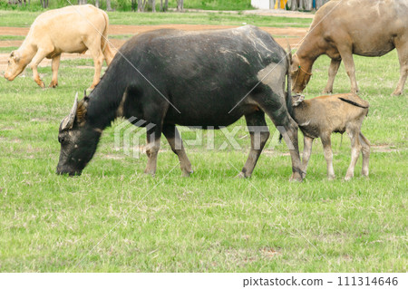 A mother buffalo and baby buffalo are walking and eating grass in the field. A mother buffalo and baby buffalo are walking and eating grass in the field. 111314646