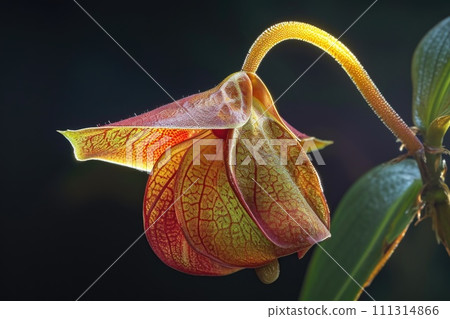 Illuminated Tropical Flower at Night 111314866