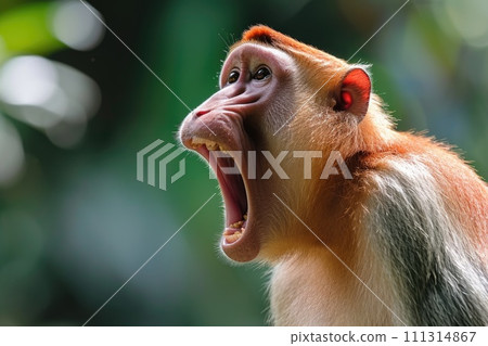 Expressive Proboscis Monkey in Natural Habitat 111314867