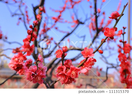 江東梅林（兵庫縣西宮市）<大杯單叢花> 111315370