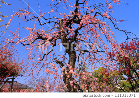 江東梅林(兵庫縣西宮市)<紫藤牡丹垂枝、淡粉紅> 江東梅林(兵庫縣西宮市)<紫藤牡丹垂枝、淡粉紅> 111315371
