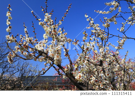 Koto Bairin (Nishinomiya City, Hyogo Prefecture) <Winter Solstice> Koto Bairin (Nishinomiya City, Hyogo Prefecture) <Winter Solstice> 111315411