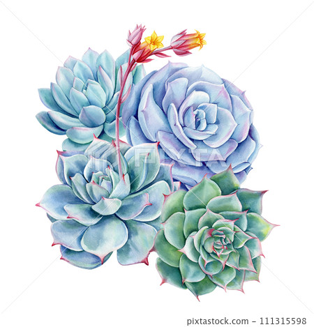 Succulents bouquet, echeveria watercolor painting illustrations isolated background, green plants composition poster 111315598
