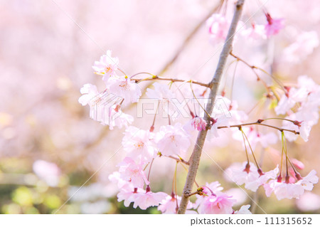 Fluffy Sakura Fluffy Sakura 111315652