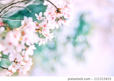 蓬鬆的櫻花 111315655