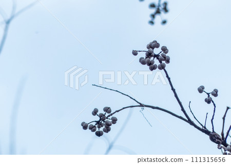 冬日天空中蝦虎魚繪製的圖案 111315656