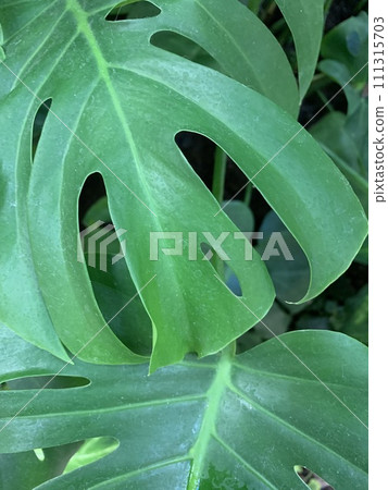 生態形象療癒形象,觀葉植物。 生態形象療癒形象,觀葉植物。 111315703