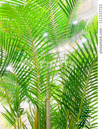 Eco-image healing image, foliage plants. 111315723