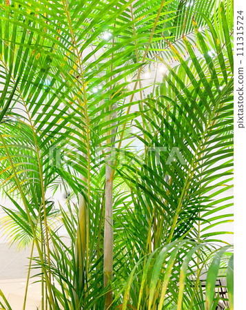 生態形象療癒形象，觀葉植物。 111315724