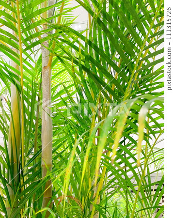 生態形象療癒形象，觀葉植物。 111315726