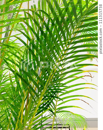 Eco-image healing image, foliage plants. 111315738