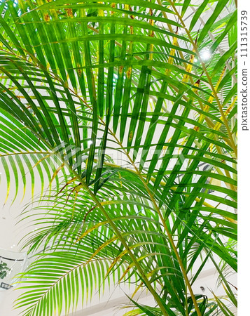 Eco-image healing image, foliage plants. 111315739