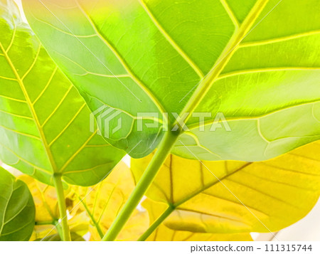 Eco-image healing image, foliage plants. 111315744