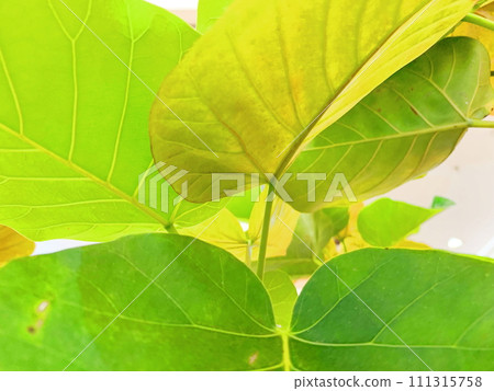 Eco-image healing image, foliage plants. 111315758