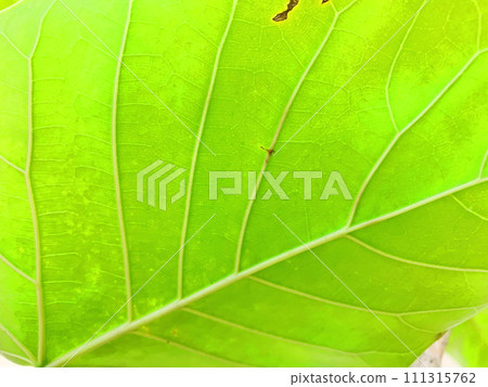 生態形象療癒形象,觀葉植物。 生態形象療癒形象,觀葉植物。 111315762