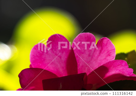 The pink petals of the sasanqua flower shine through the sunlight, zoomed in 111316142