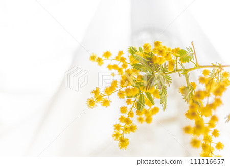 Mimosa yellow flowers (background white lace curtain) 111316657