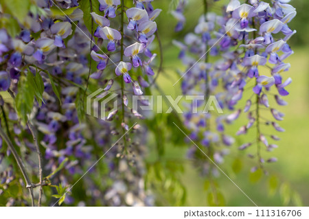 Blooming Wisteria Sinensis with classic purple flowers in full bloom in hanging racemes against a green background. Garden with wisteria in spring. Blooming Wisteria Sinensis with classic purple flowers in full bloom in hanging racemes against a green background. Garden with wisteria in spring. 111316706